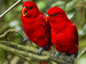 HD-red-Parot-Birds-wallpaper