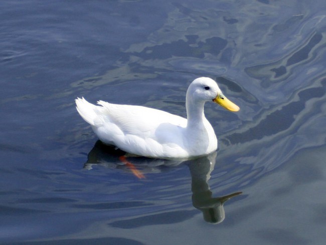 Gambar Bebek Berenang Terbaru