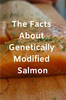 The Facts About Genetically Modified Salmon