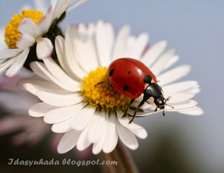 Jom Tengok Ladybugs Yang Comel