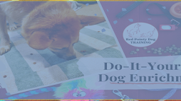 DIY Pet Enrichment 10 Budget-Friendly Toys and Activities