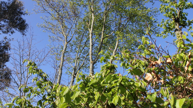 Air Meadows Tree Fodder