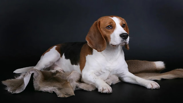 Beagle