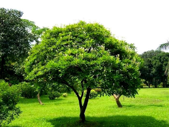 Jual Pohon Bintaro di Bogor