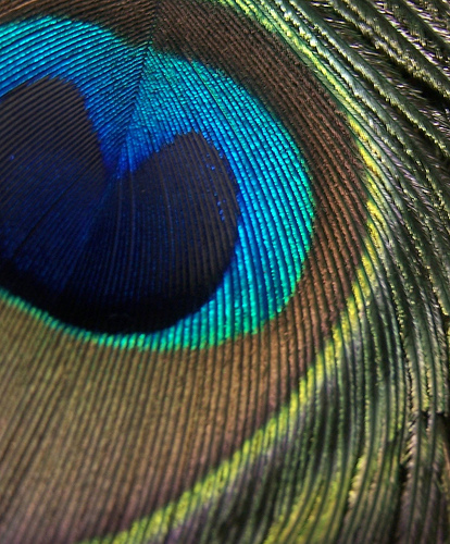 Peacock Feather