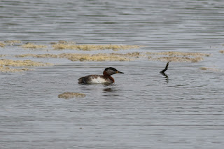 Red-necked Grebe