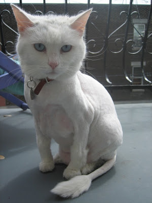 Shaved Pussy Cats