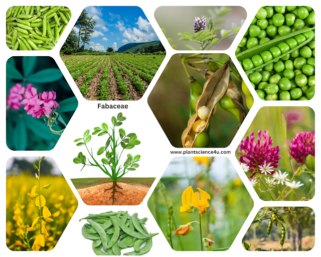 Fabaceae Characteristics || Fabaceae plants || NEET Biology