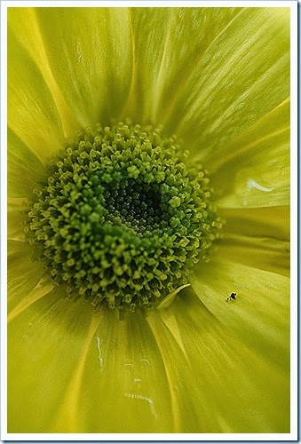 public-domain-flowers-pictures-1 (1140) public-domain-flowers-pictures-1 (1140)
