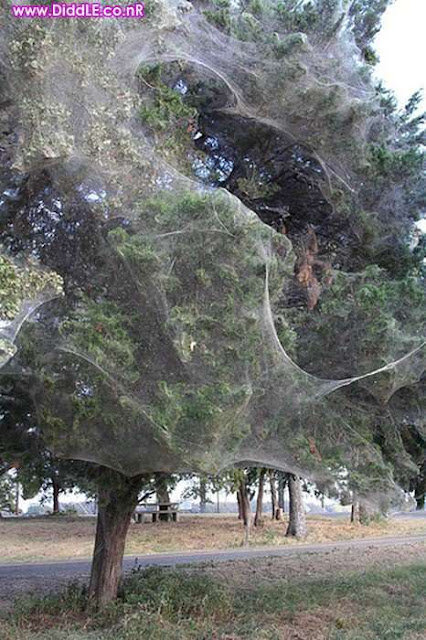 Biggest Spiders Web in The World