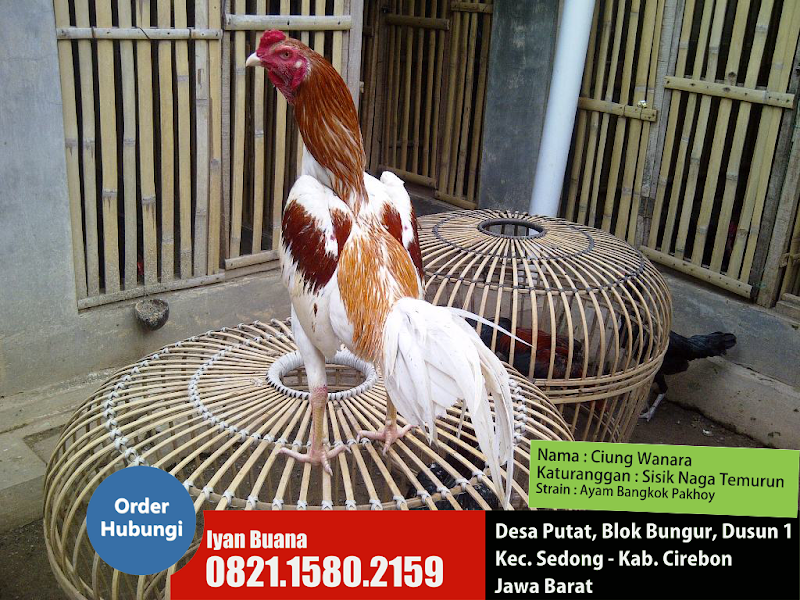 27+ Ayam Ciung Wanara, Yang Keren!