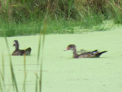 wood duck