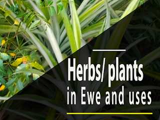 Ewe plant / herbs names and uses