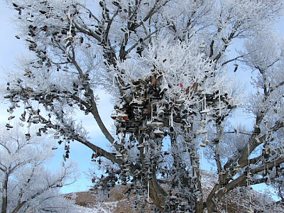 nevada02 Nevada Shoe Tree