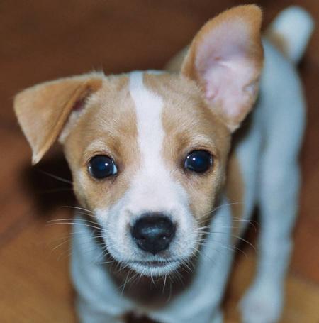 sophie rat terrier