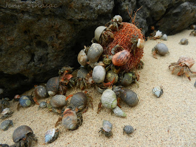 Hermit crabs