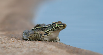 One of those Rio Grande Leopard Frogs from a previous visit to the windmill