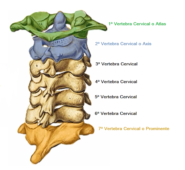 Resultado de imagen para articulaciÃ³n cervical