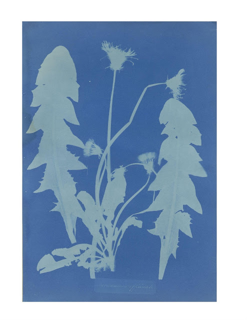 Anna Atkins' Dandelion Cyanotype 1854