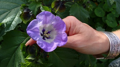 Garden Flower