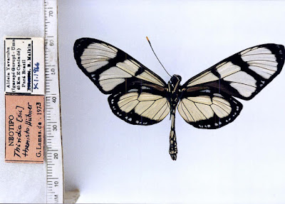 Mariposa temisto (Methona themisto)