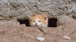 gato curioso asomando la cabeza entre rocas