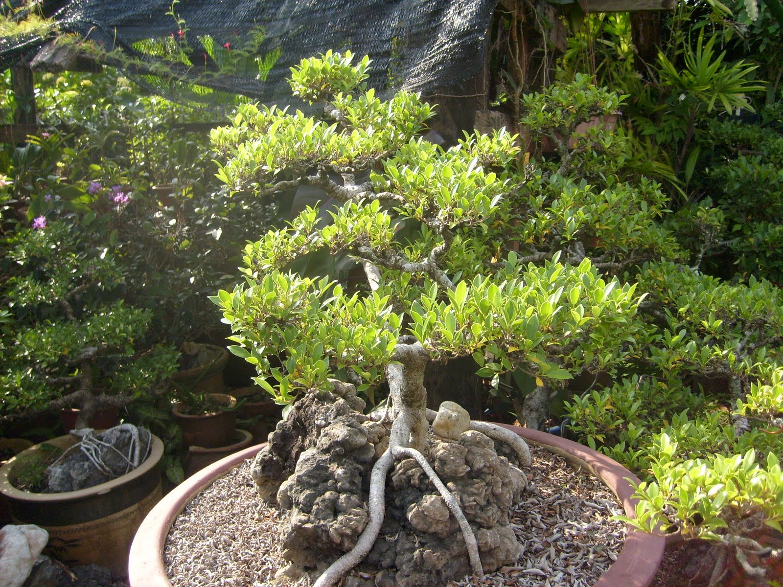 Seni Bonsai  Satu Malaysia Pokok Bonsai 