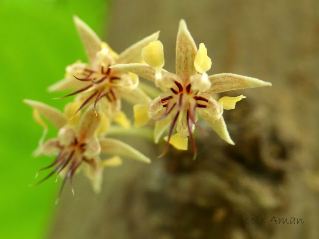 Theobroma cacao