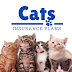  Questions Cat Owners Need to Ask Themselves Before Purchasing Cat Health Insurance