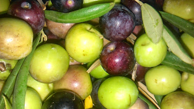 aceitunas aloreña