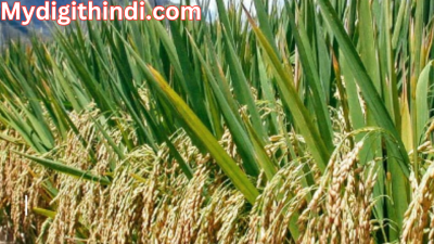धान की खेती | Paddy farming