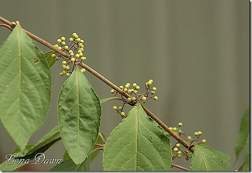 Callicarpa_PurpleBeautyBerry_Profusion