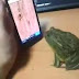 Frog Playing Ant Smasher Game.