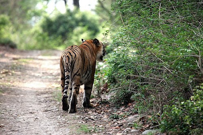 Kerala Wildlife