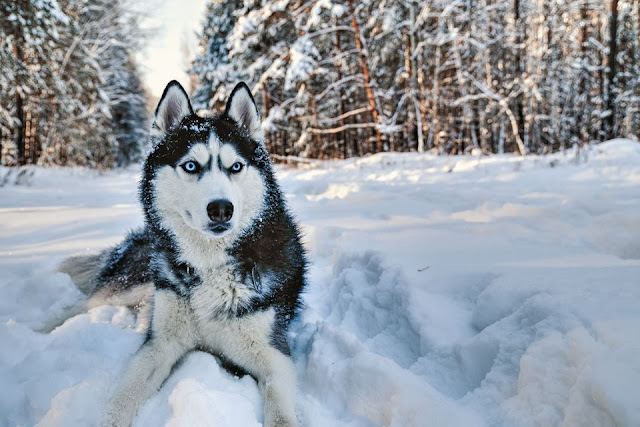 Siberian Husky Dog