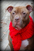 . a dog wearing a red scarf and calling itself the leader of its species, . (dog with red scarf)