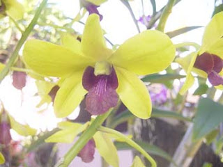 yellow flower orchid image, yellow orchid's