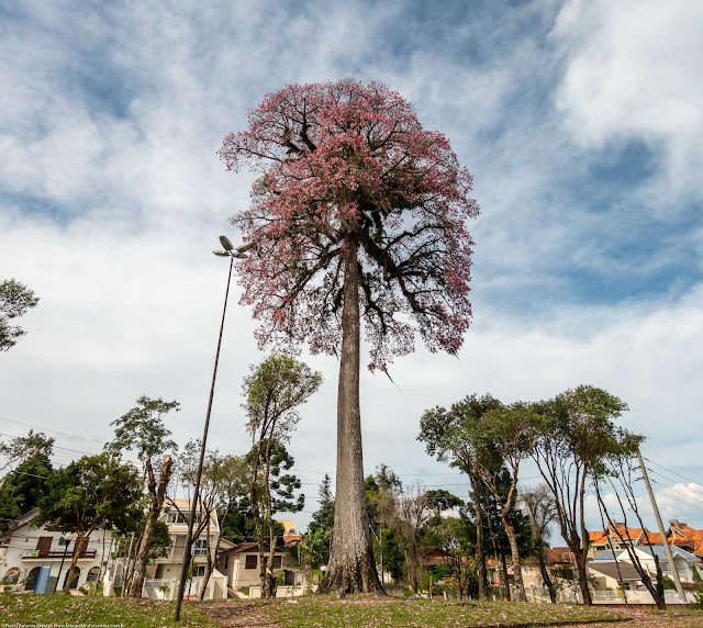 A paineira na Praça General Werner Gross