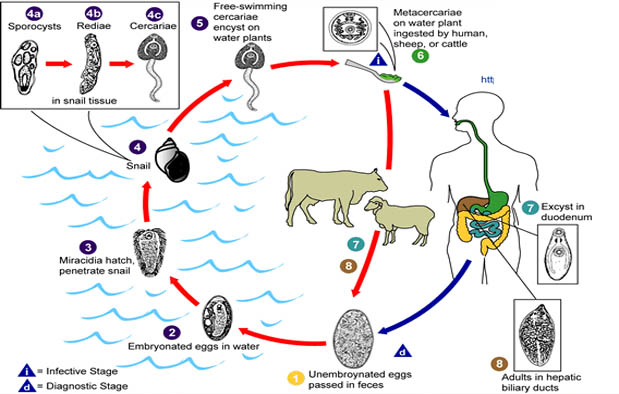  Daur  Hidup  Fasciola  Hepatica  atau Cacing Hati Penjelasan 