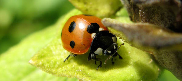 Ladybird on elecampane seed head.