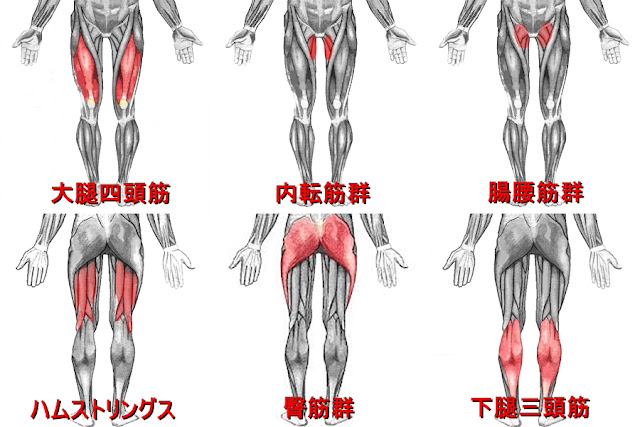 下半身の自重トレーニング 大腿四頭筋 ハムストリングス 下腿三頭筋の鍛え方 公式 公益社団法人 日本パワーリフティング協会