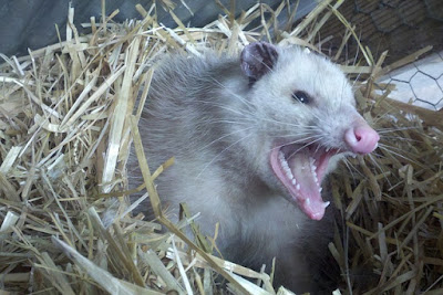 Opossum facts and information