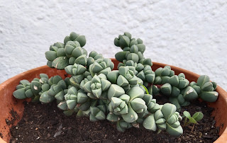 delosperma