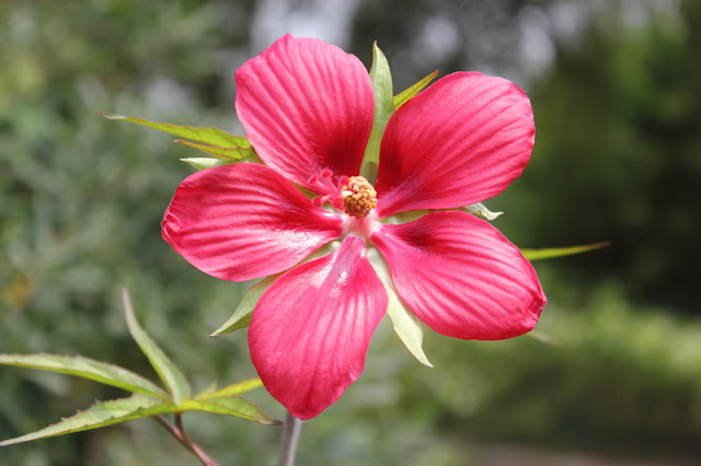 Scarlet Rosemallow Flowers Pictures