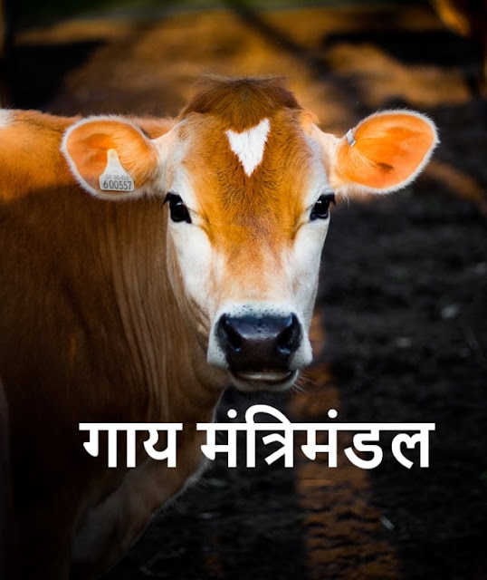 The decision taken by the state government to create a cow cabinet in Madhya Pradesh for the protection of cows.