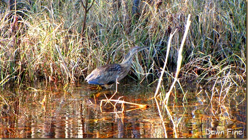 harris neck nwr_035 (1)