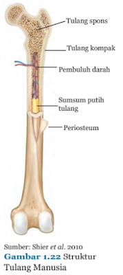 Gambar 1.22 Struktur Tulang manusia