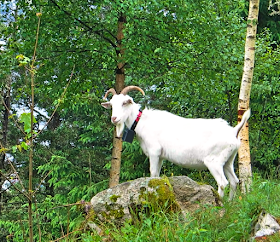 Fløyen mountain