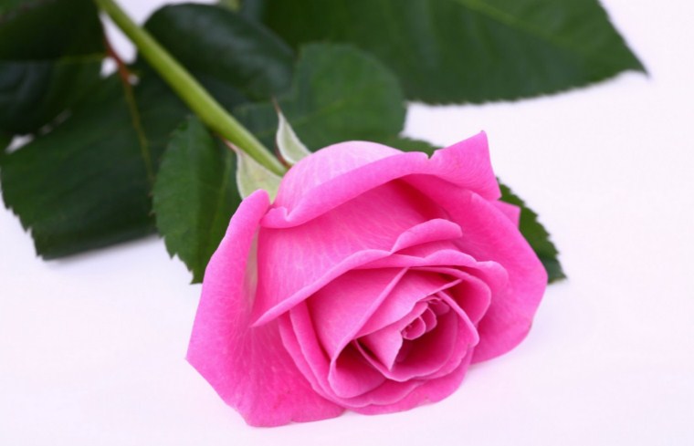 60 Foto Gambar  Bunga Mawar Berbagai Jenis dan Warna 