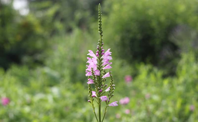 Physostegia Virginiana Flowers Pictures